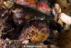 Home Sweet Home. An Island Kelpfish living in an old scal... by Douglas Klug 